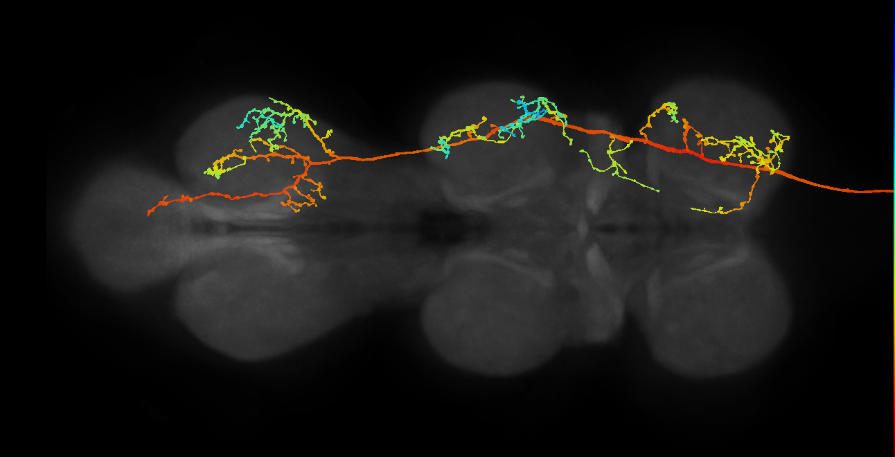 descending neuron of the gnathal ganglion DNg74_b