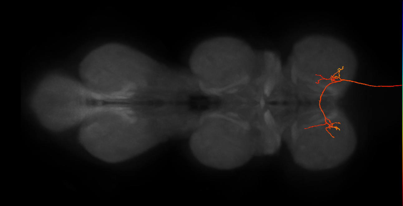 DNg81_L (MaleCNS:516930)