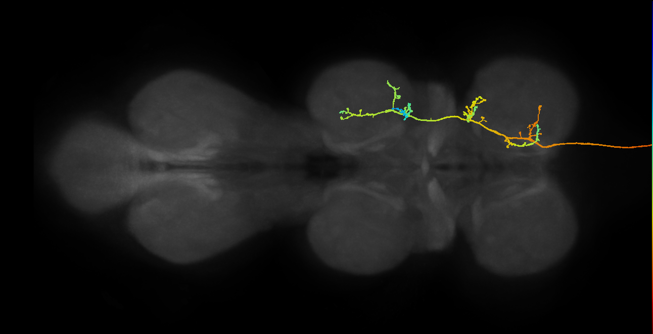 DNg90(hb1467707486)_R (MaleCNS:10895)