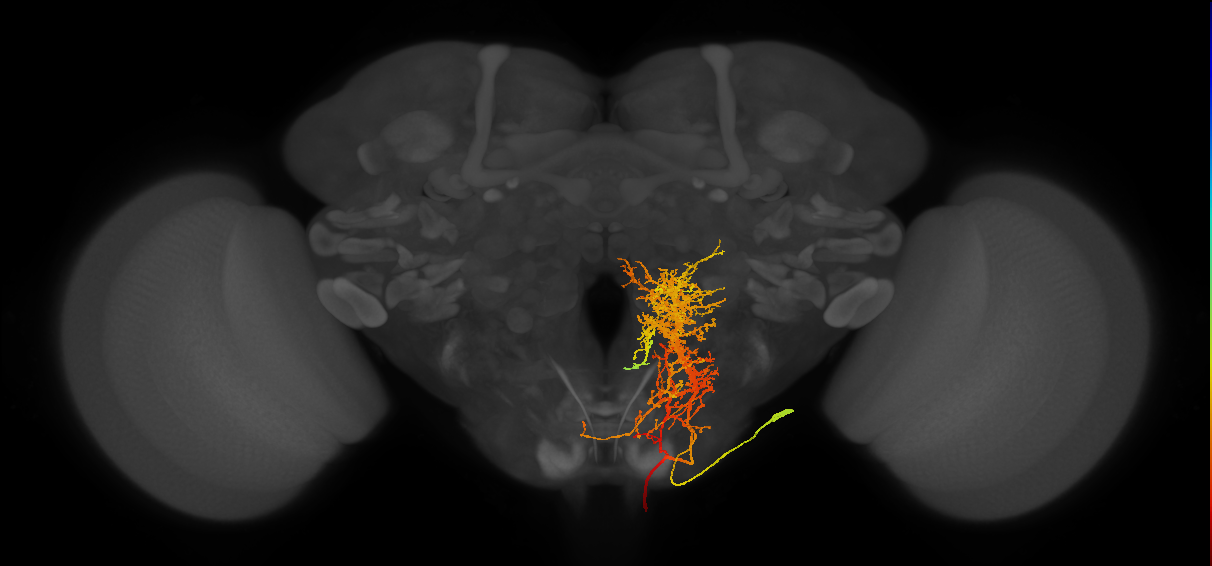 DNg91(hb1626948732)_R (MaleCNS:12030)