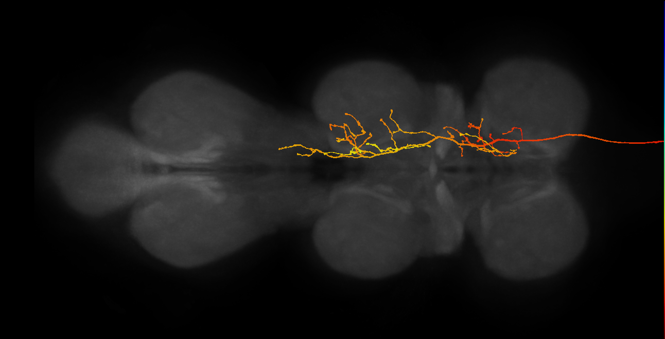 DNg91(hb1626948732)_R (MaleCNS:12030)