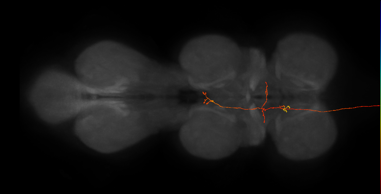 DNg92_b_L (MaleCNS:38796)