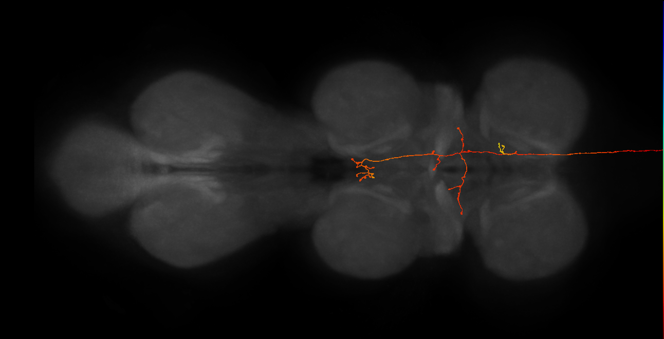 DNg92_b_R (MaleCNS:45757)