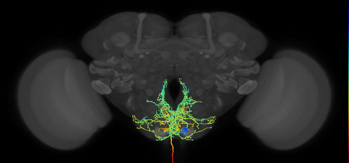 adult subesophageal zone DSOG1 neuron