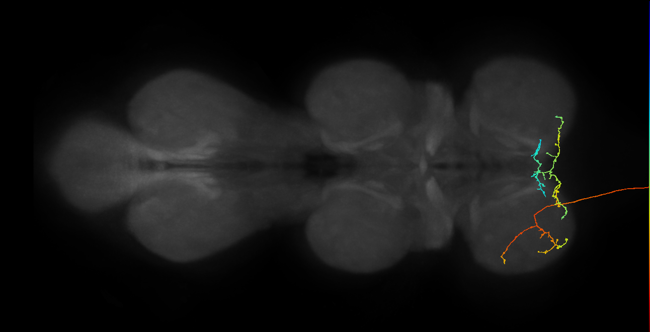 DNge001_L (MaleCNS:12393)