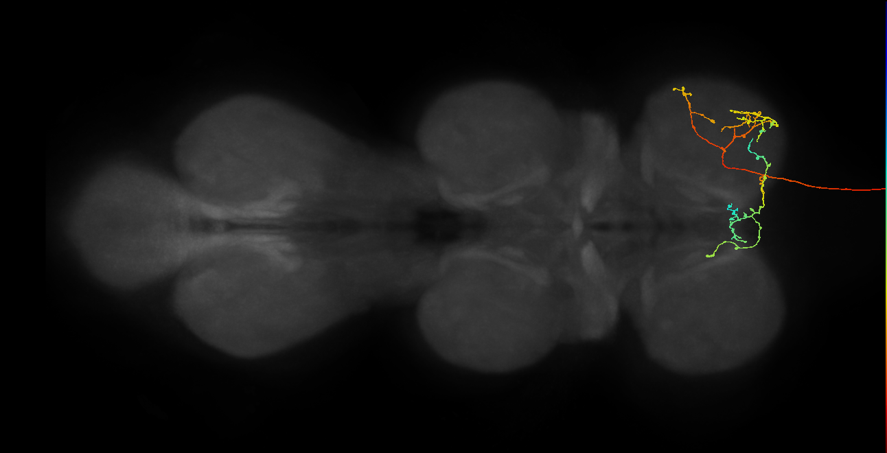 DNge001_R (MaleCNS:523771)