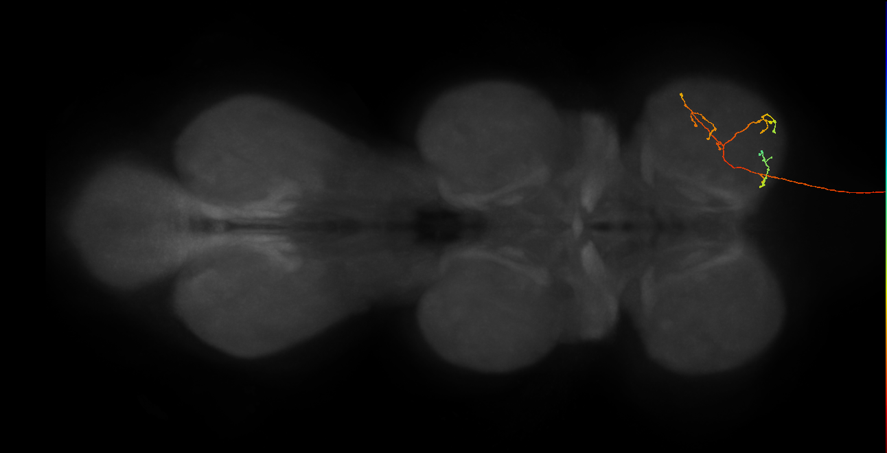 DNge009_R (MaleCNS:35469)