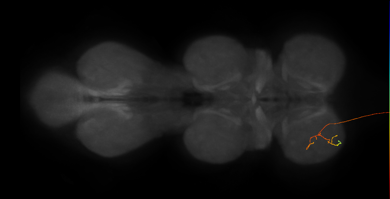 DNge009_L (MaleCNS:248583)