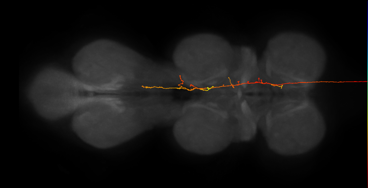 DNge014_R (MaleCNS:535963)