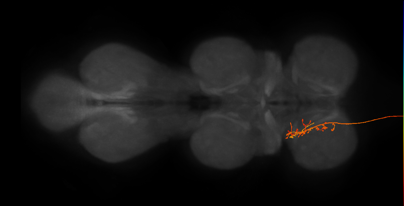 DNge018_R (MaleCNS:13096)