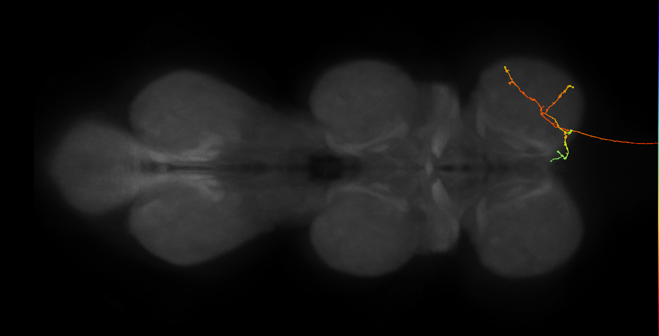 DNge019_R (MaleCNS:16741)