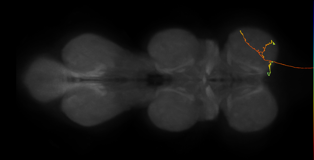 DNge019_R (MaleCNS:20743)
