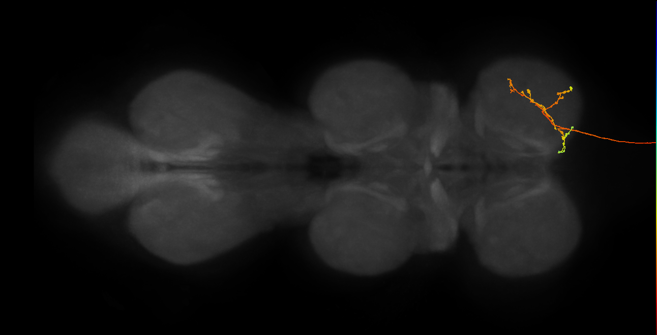 DNge019_R (MaleCNS:21668)