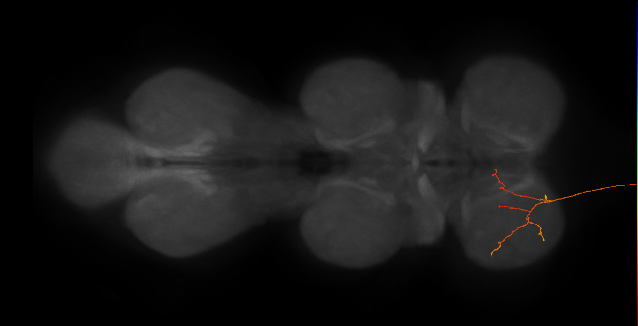 DNge019_L (MaleCNS:13492)