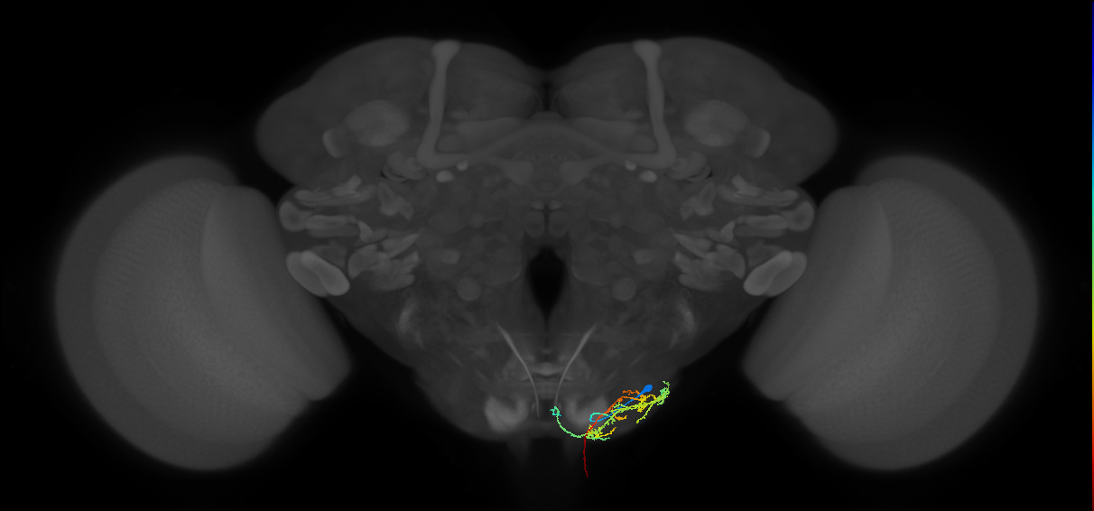 DNge020_R (MaleCNS:39852)