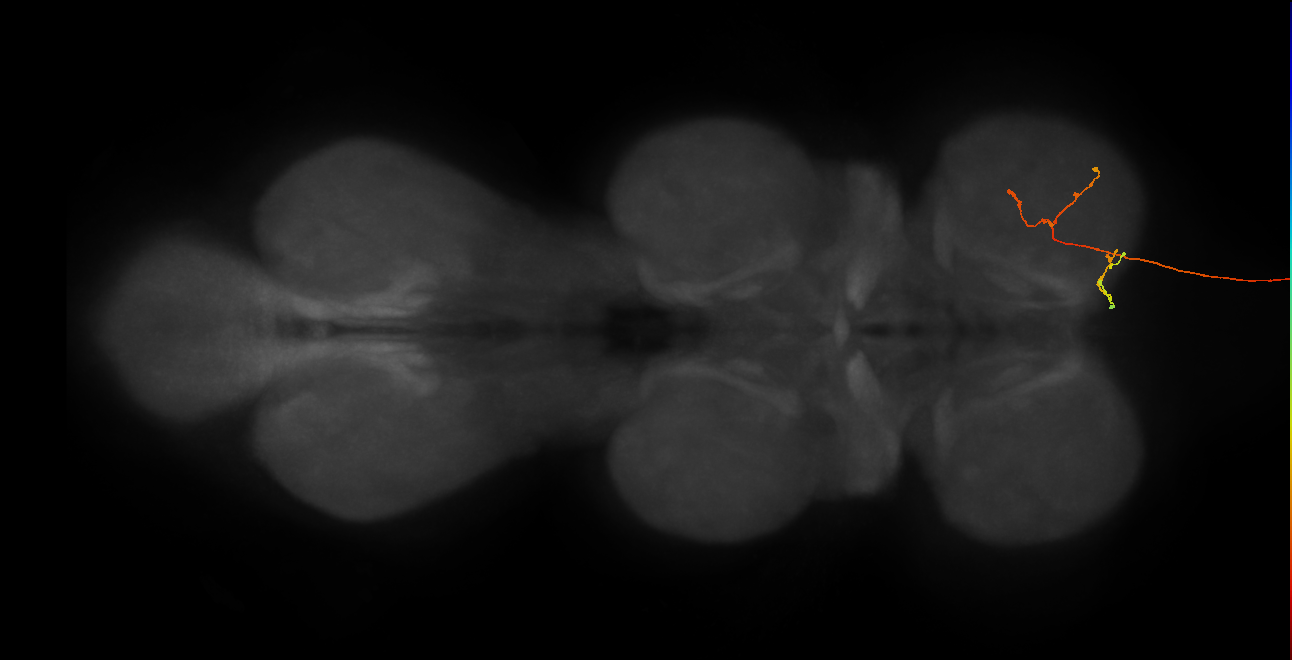 DNge020_R (MaleCNS:39852)