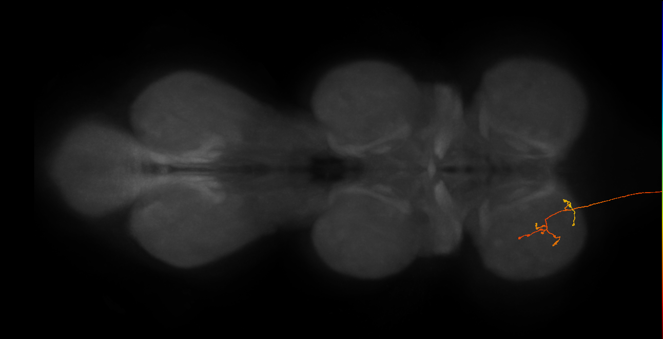 DNge020_L (MaleCNS:52770)