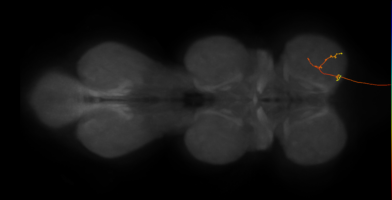 DNge020_R (MaleCNS:46011)