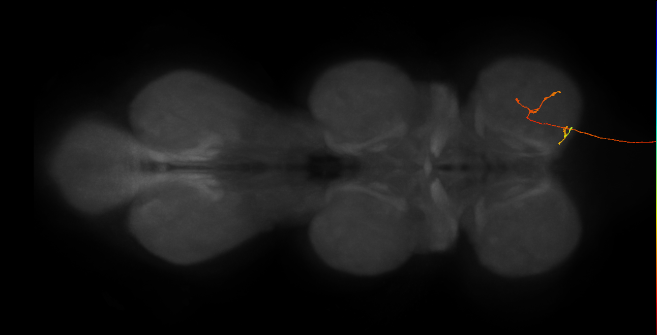 DNge020_R (MaleCNS:244400)