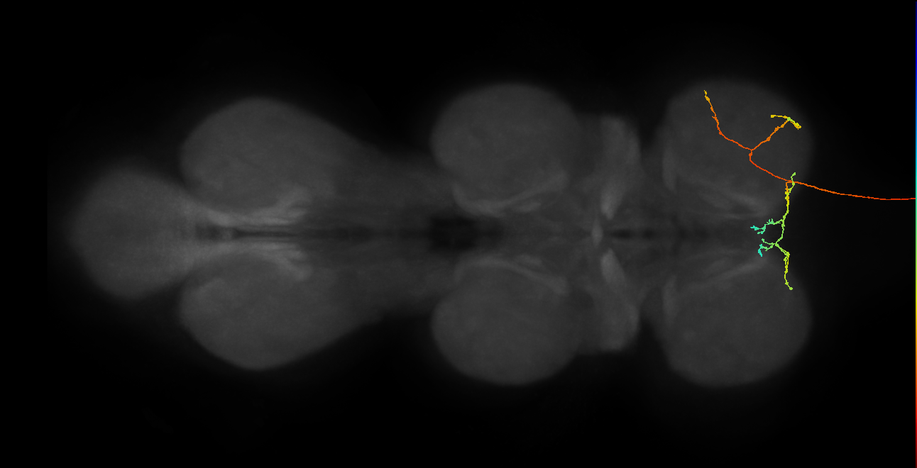 DNge021_R (MaleCNS:18229)