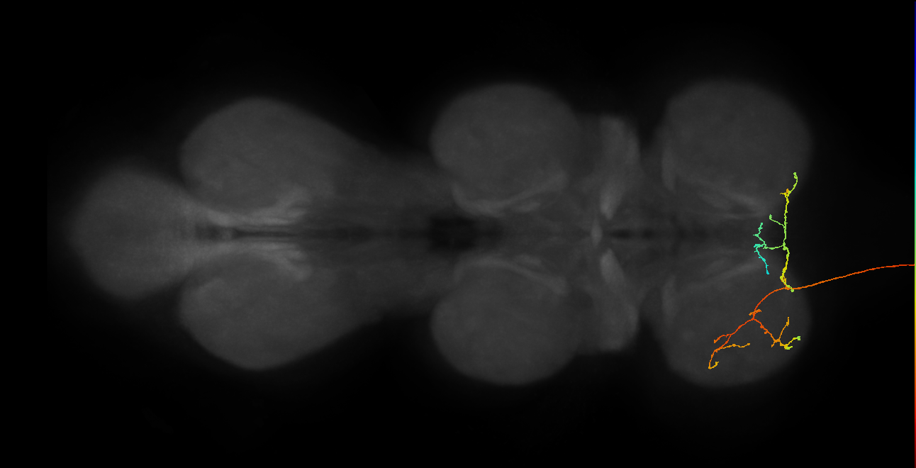 DNge021_L (MaleCNS:20408)