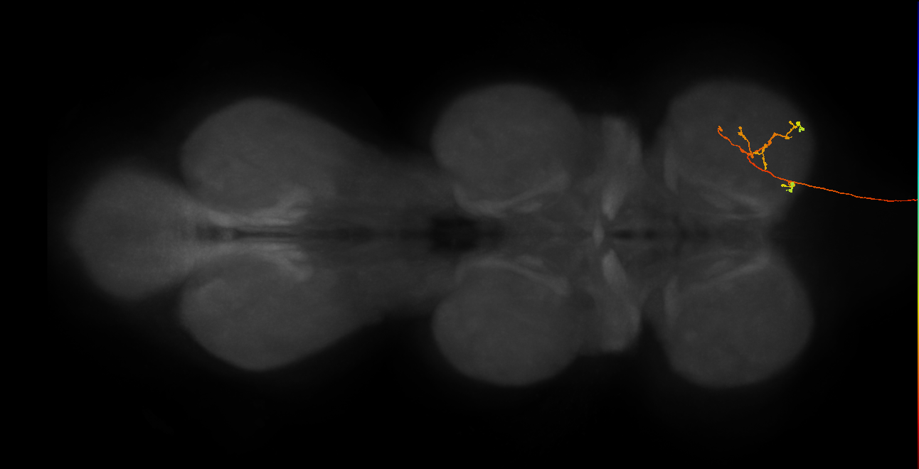 DNge024_R (MaleCNS:31298)