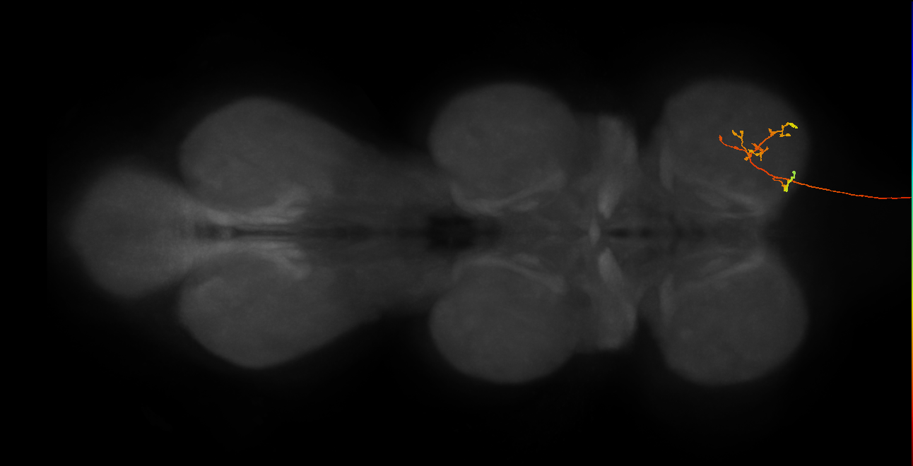 DNge024_R (MaleCNS:31825)