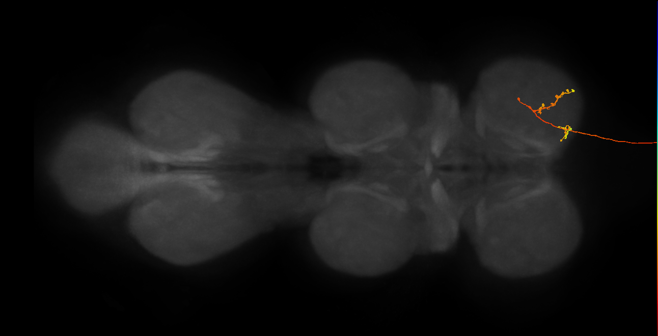 DNge024_R (MaleCNS:35345)