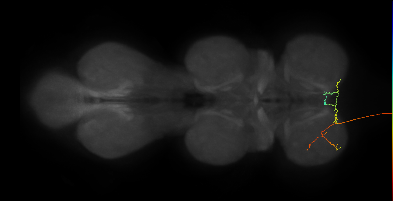 DNge025_L (MaleCNS:101889)