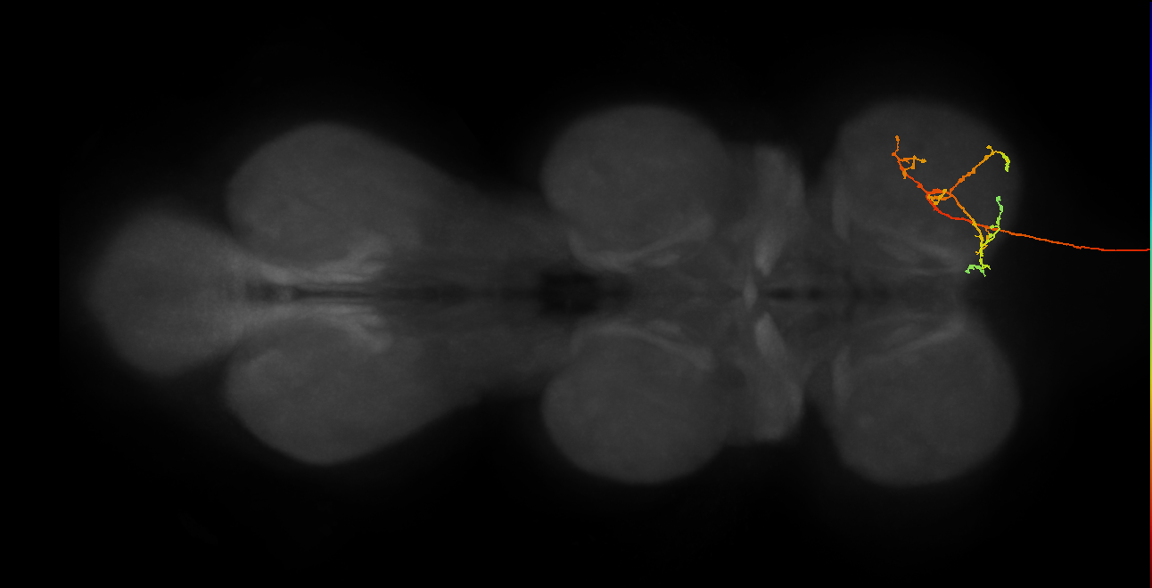 DNge028_R (MaleCNS:12520)