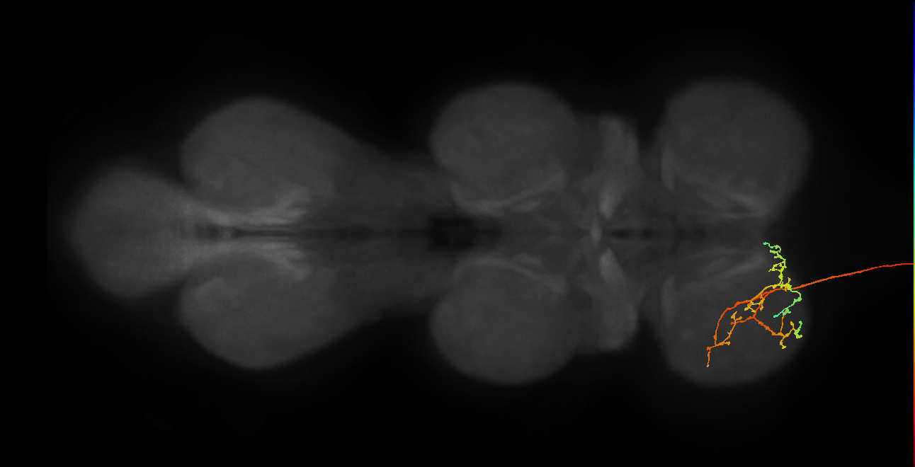 DNge028_L (MaleCNS:13186)