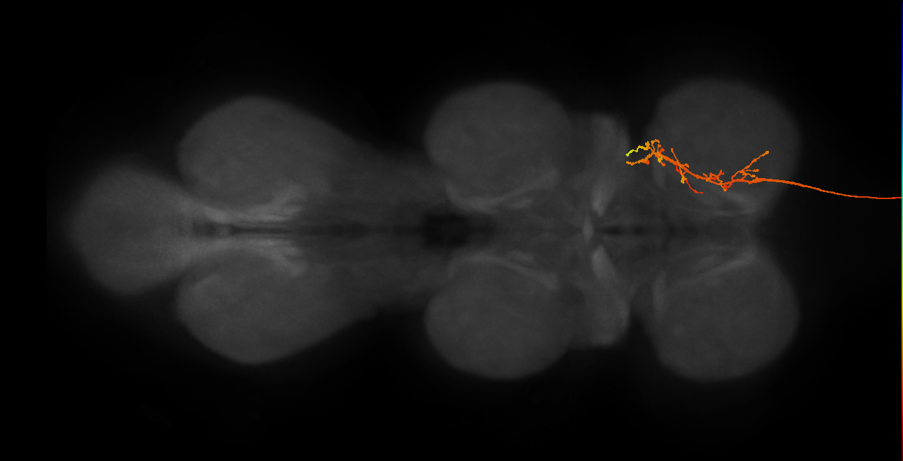 DNge033_L (MaleCNS:13295)