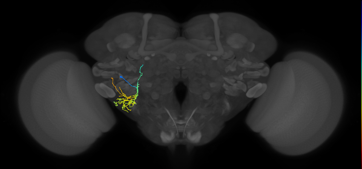 CB1213_L (MaleCNS:95828)