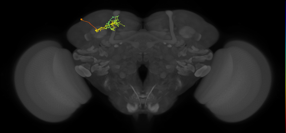CB1220_L (MaleCNS:112762)