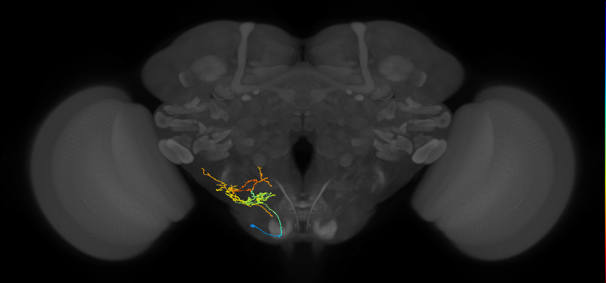 CB1265_L (MaleCNS:48470)