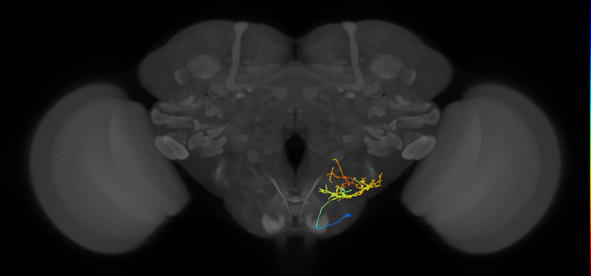 CB1265_R (MaleCNS:34624)