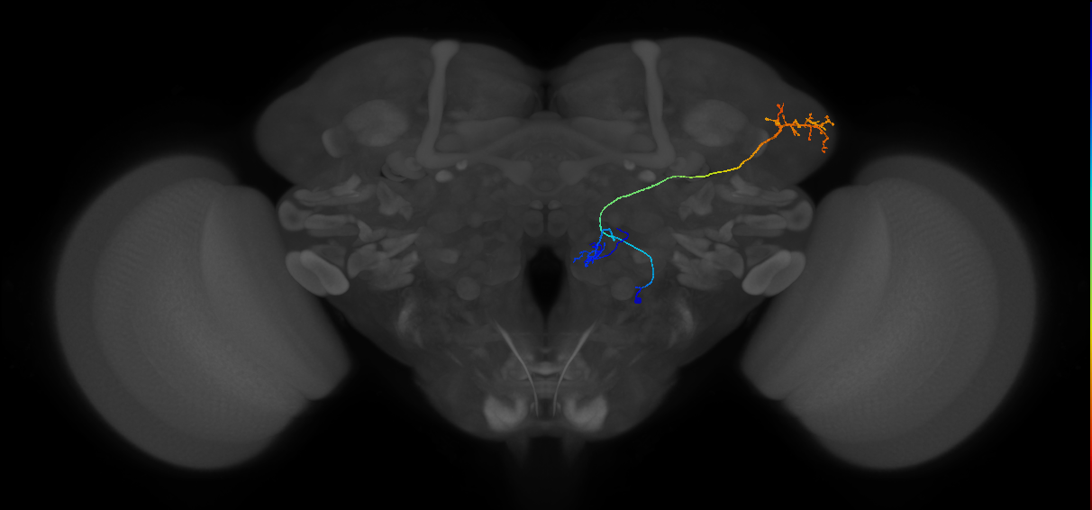 CB1296_a_R (MaleCNS:79973)