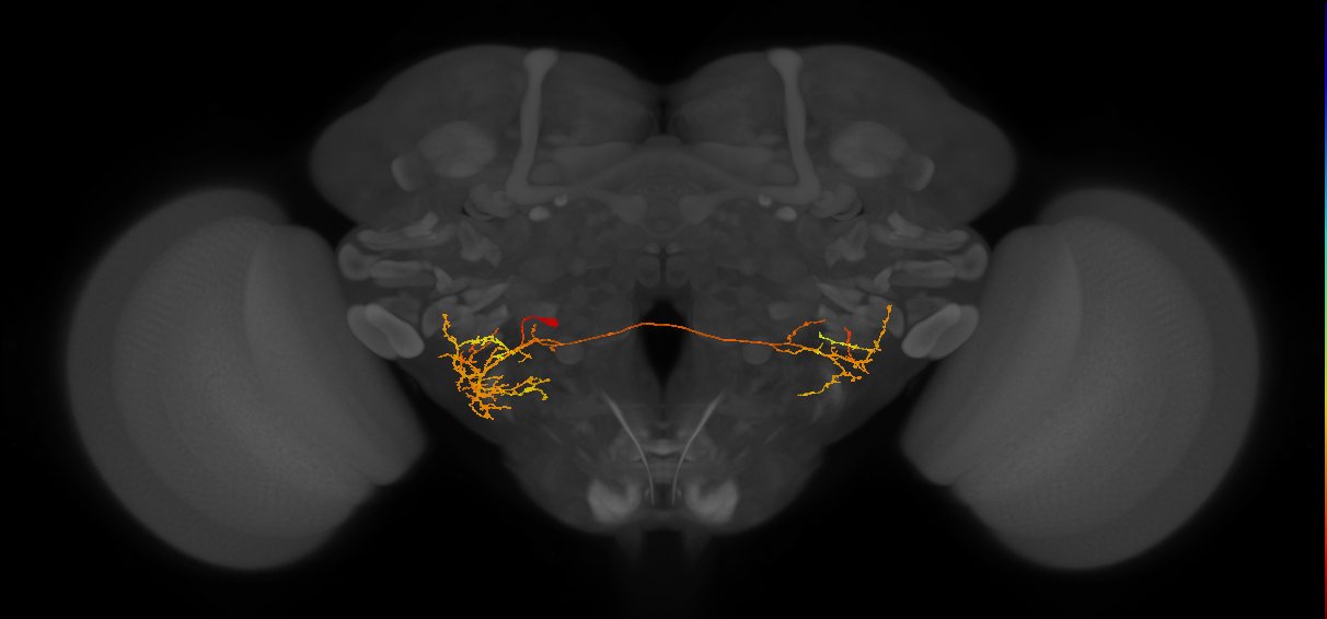 CB1322_L (MaleCNS:38773)