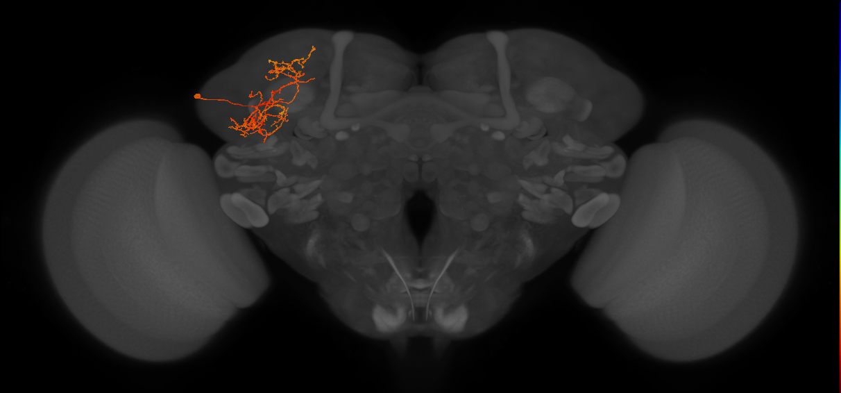 CB1326_L (MaleCNS:518075)