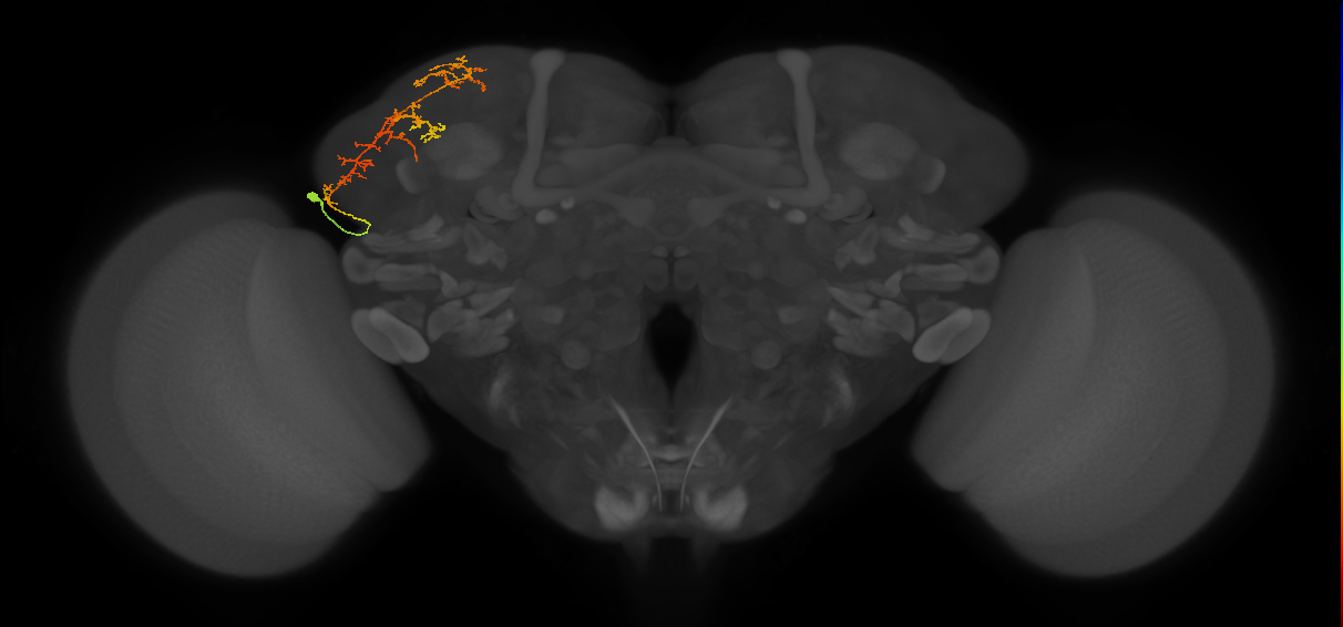 CB1333_L (MaleCNS:51031)