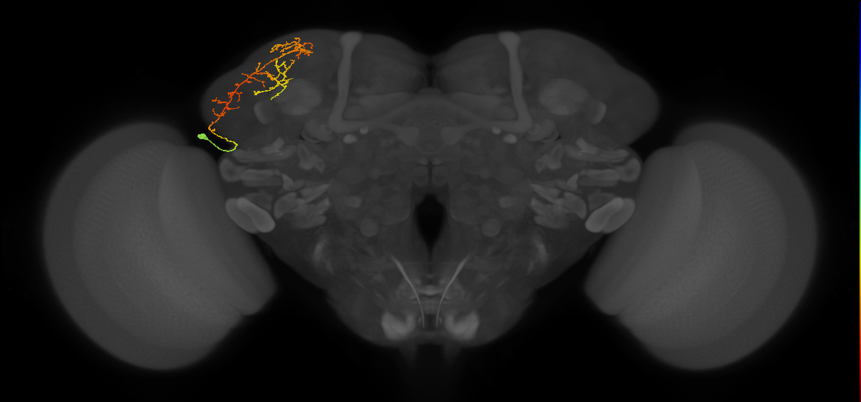 CB1333_L (MaleCNS:55029)