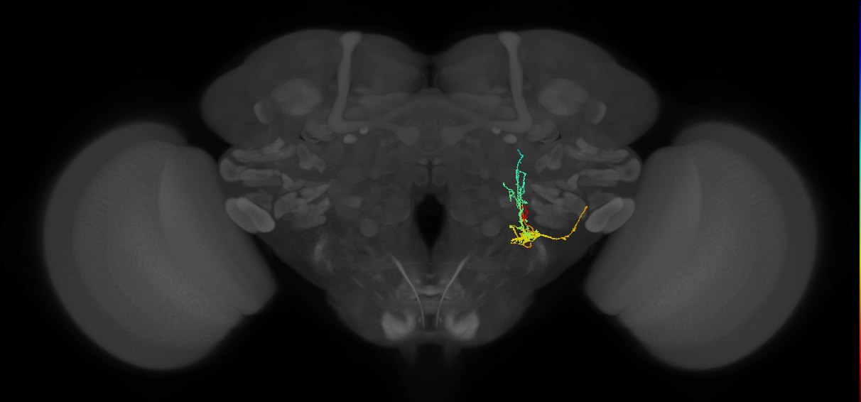 CB1339_R (MaleCNS:49767)