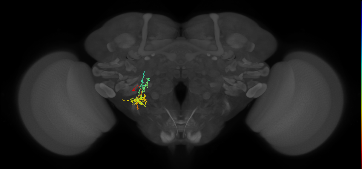 CB1339_L (MaleCNS:526299)