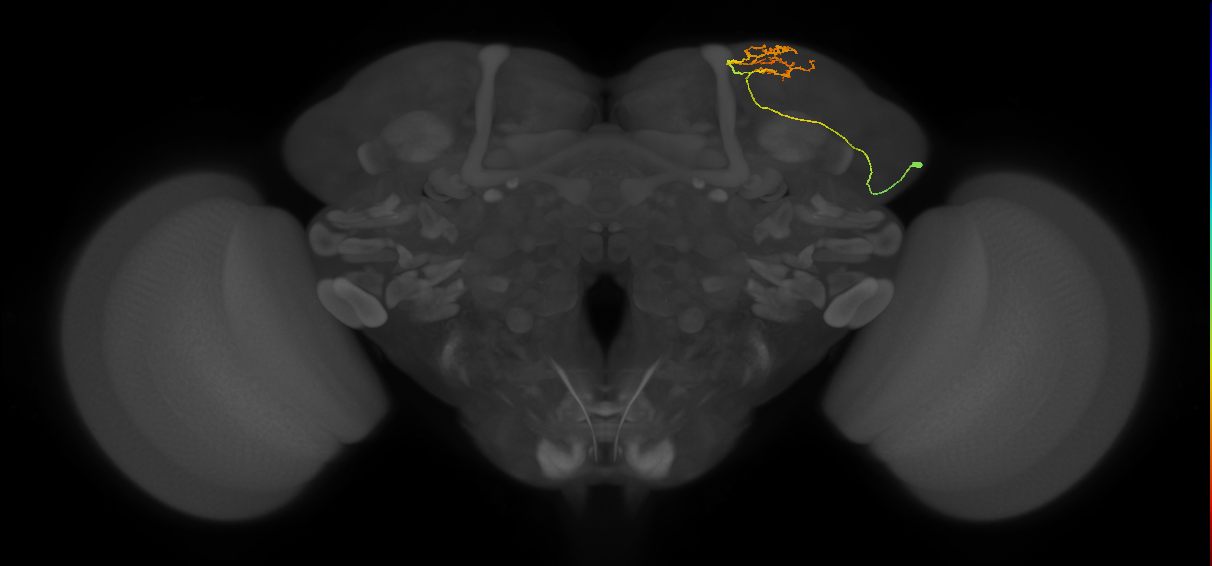 CB1391_R (MaleCNS:127834)