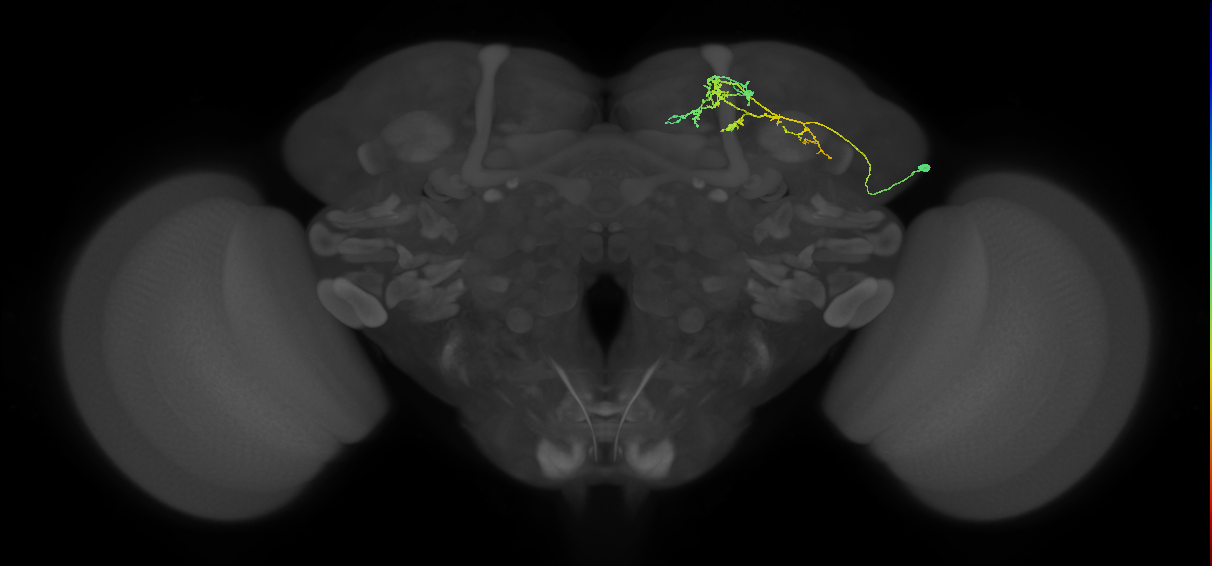 CB1434_R (MaleCNS:103379)