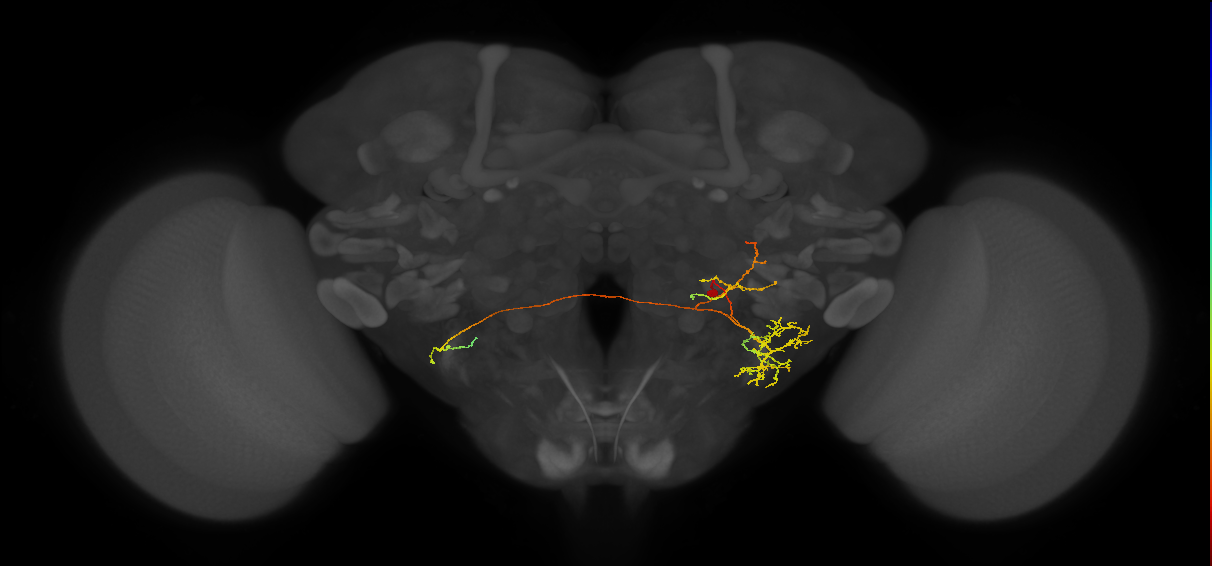 CB1464_R (MaleCNS:50536)