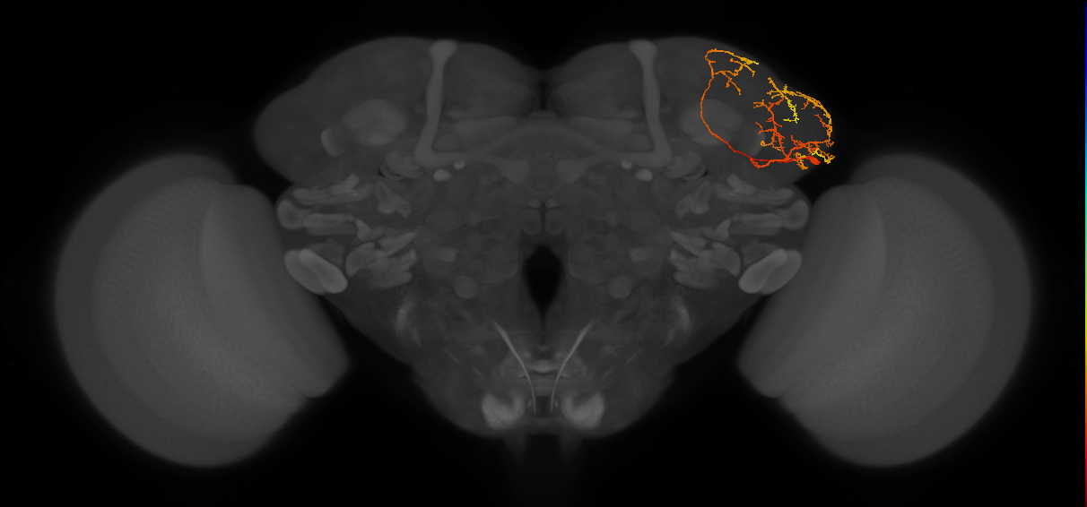 CP5 lineage neuron