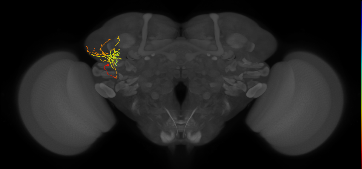 CB1527_L (MaleCNS:73796)