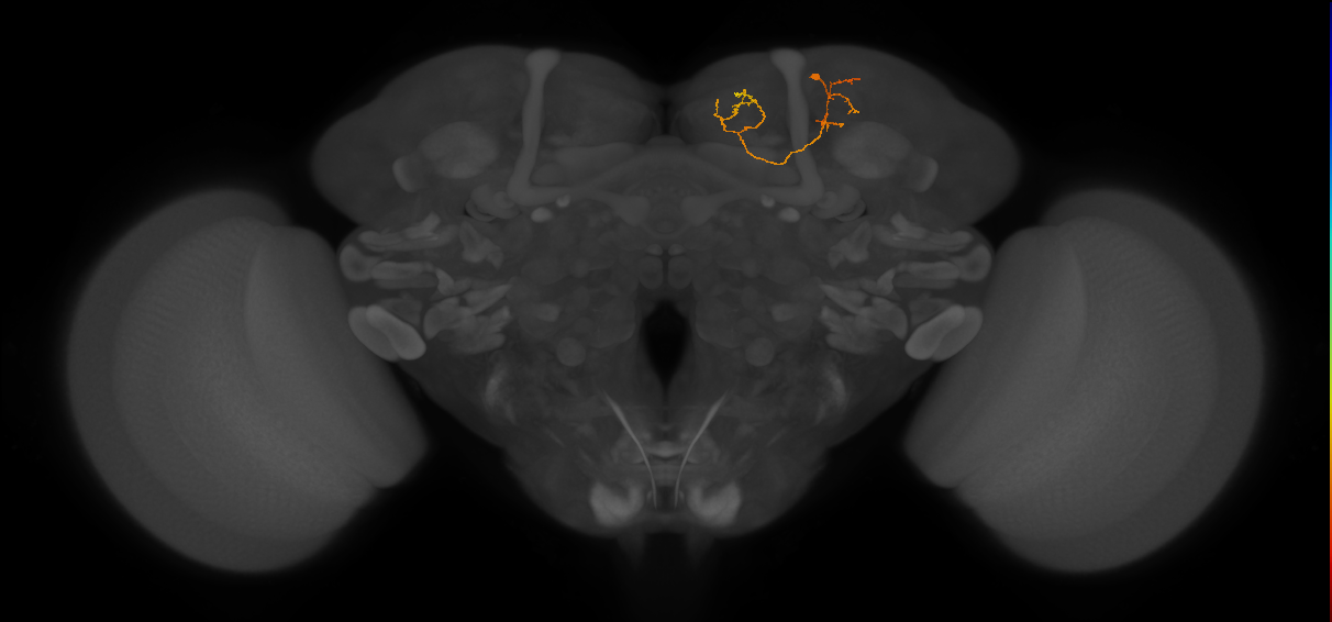 CB1548_R (MaleCNS:177099)
