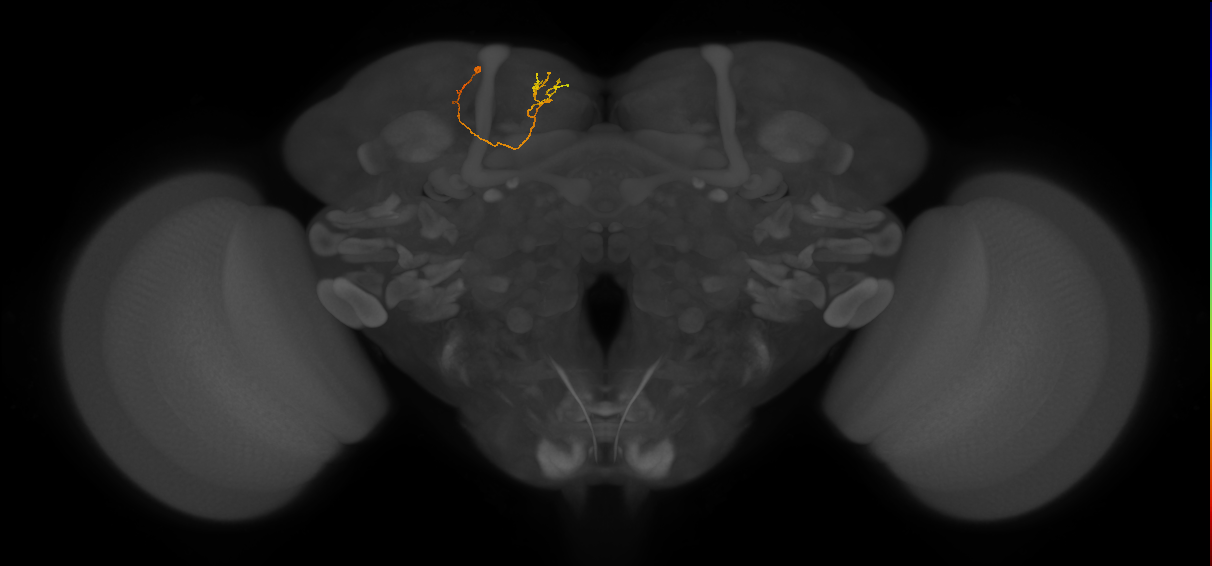 CB1548_L (MaleCNS:183139)
